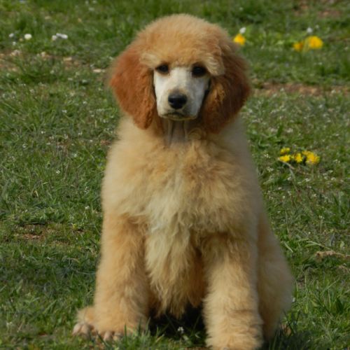 Elevage caniche nain, moyen et grand (royal) fauve #0