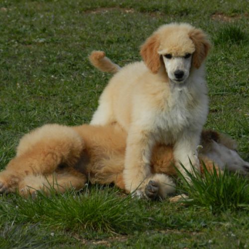 Elevage caniche nain, moyen et grand (royal) fauve #5