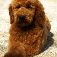 Elevage caniche nain, moyen et grand (royal) fauve #1