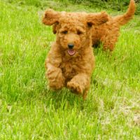 Elevage caniche nain, moyen et grand (royal) fauve #2