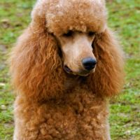 Elevage caniche nain, moyen et grand (royal) fauve #3