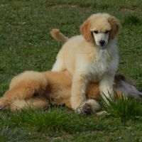 Elevage caniche nain, moyen et grand (royal) fauve #5