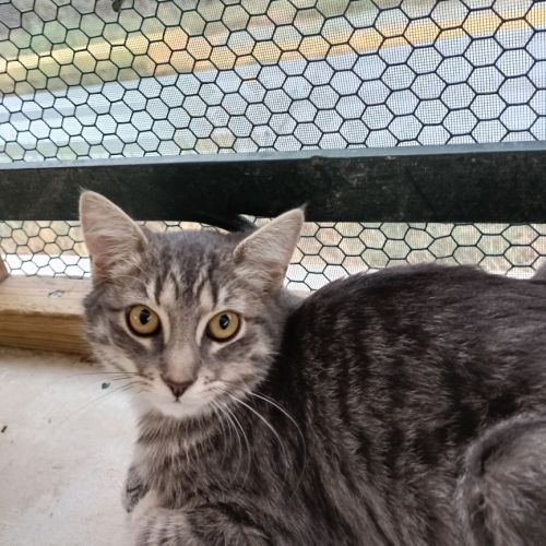 Ivy chatonne mignonne #1