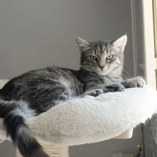 Ivy chatonne mignonne #2