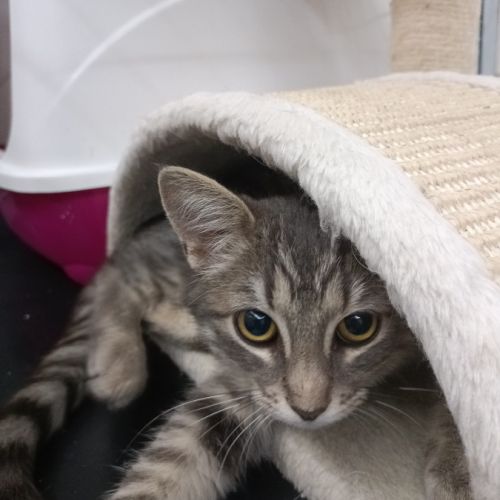 Ivy chatonne mignonne #0