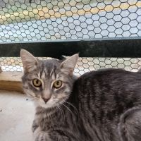 Ivy chatonne mignonne #1