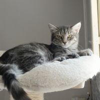 Ivy chatonne mignonne #2