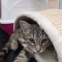 Ivy chatonne mignonne