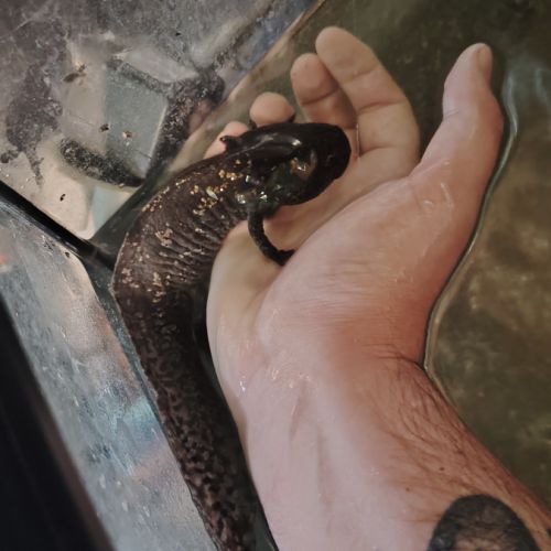 A vendre axolotl noir #0