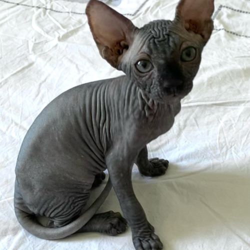 Chatons sphynx à adopter #3