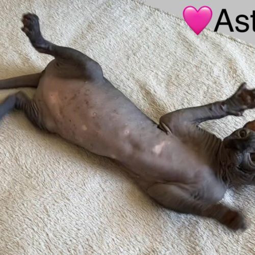 Chatons sphynx à adopter #4