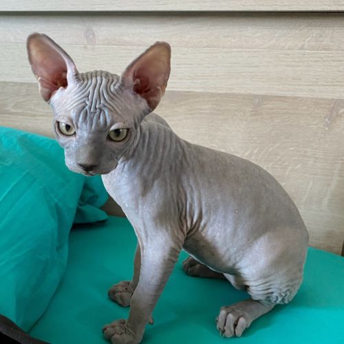 Chatons sphynx à adopter #5