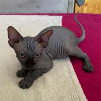 Chatons sphynx à adopter #1