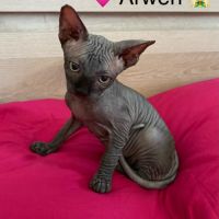 Chatons sphynx à adopter