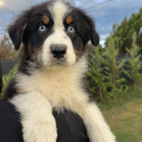 Chiots berger australien lof #4