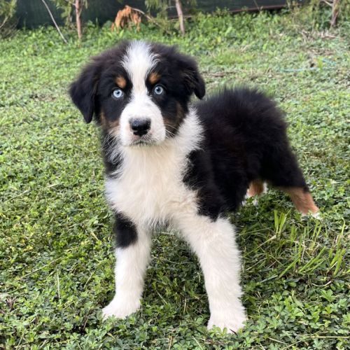 Chiots berger australien lof #5