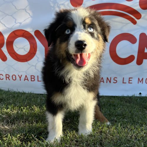 Chiots berger australien lof #6