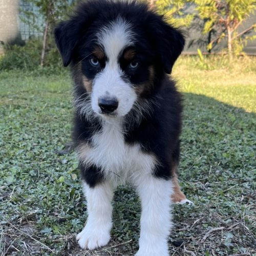 Chiots berger australien lof #7