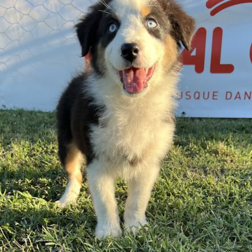 Chiots berger australien lof