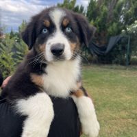 Chiots berger australien lof #1