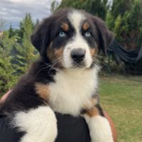 Chiots berger australien lof #2