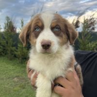 Chiots berger australien lof #3