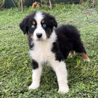 Chiots berger australien lof #5