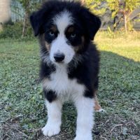 Chiots berger australien lof #7