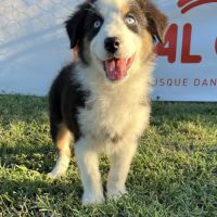 Chiots berger australien lof