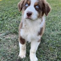 Chiots berger australien lof #9