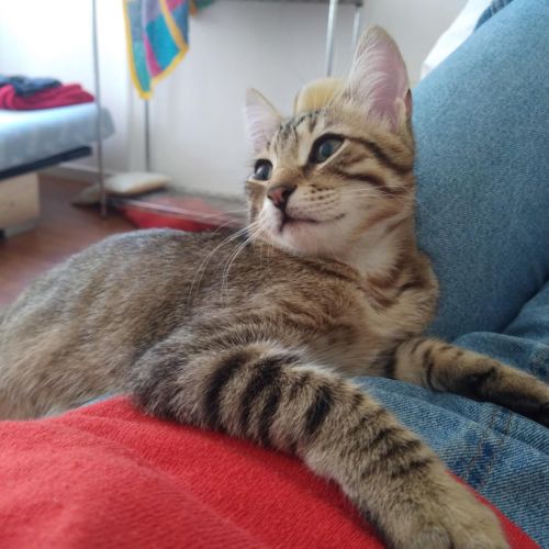 Ishino energie et douceur