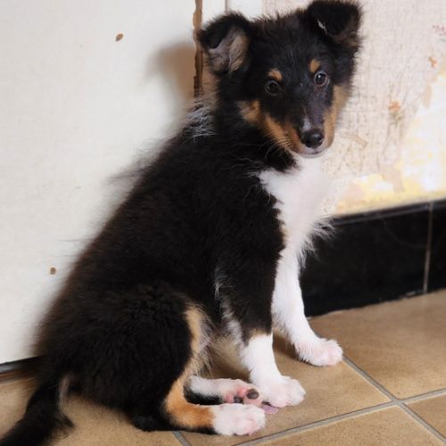 Chiots berger des shetland a vendre #2