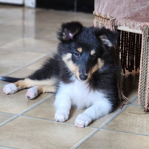 Chiots berger des shetland a vendre #3