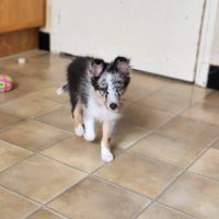 Chiots berger des shetland a vendre #4