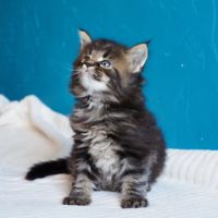 Superbes bébés maine coon non loof