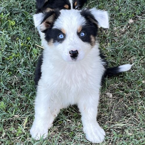 Chiot berger australien lof