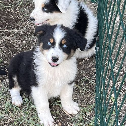 Chiot berger australien lof #2