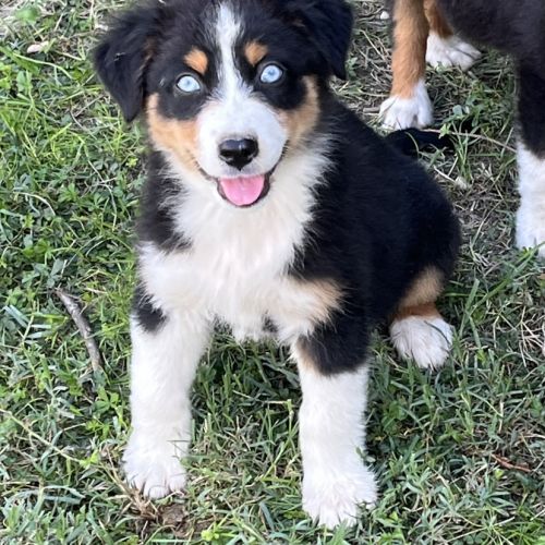 Chiot berger australien lof #3