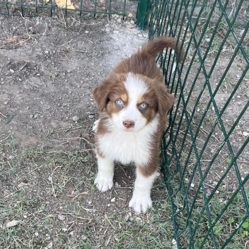 Chiot berger australien lof #5