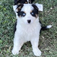 Chiot berger australien lof