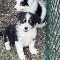 Chiot berger australien lof #2