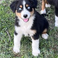 Chiot berger australien lof #3