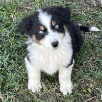 Chiot berger australien lof #4