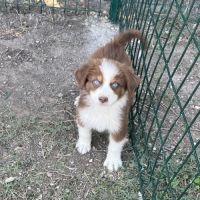 Chiot berger australien lof #5