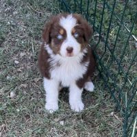 Chiot berger australien lof #6