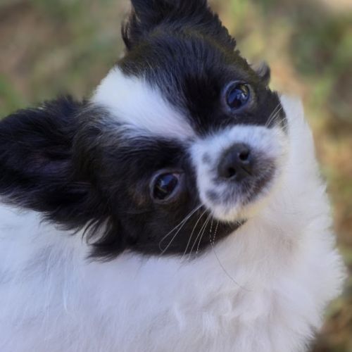 Magnifiques chihuahuas poil long lof #2