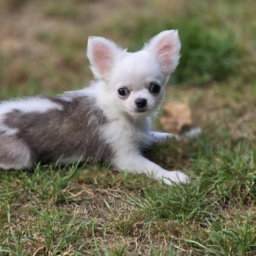 Magnifiques chihuahuas poil long lof #0