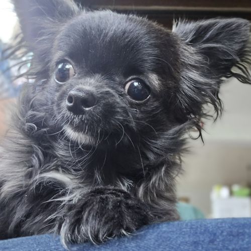 Magnifiques chihuahuas poil long lof