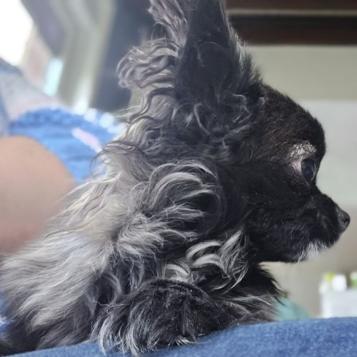 Magnifiques chihuahuas poil long lof #2