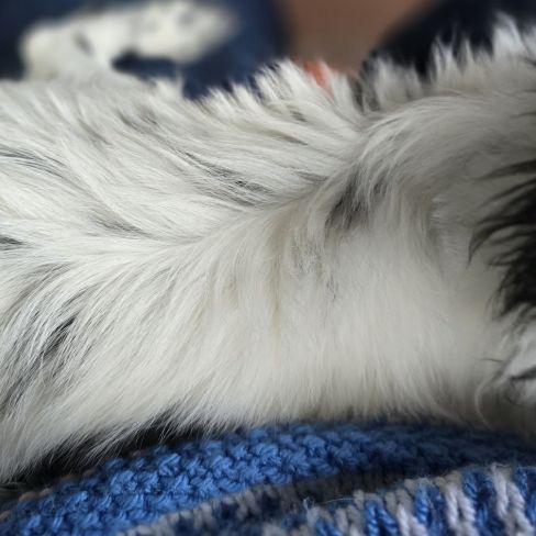 Magnifiques chihuahuas poil long lof #3